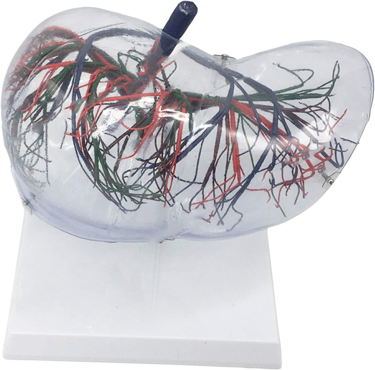 zvcv Life Size Human Liver Anatomy Model Anatomy Human
