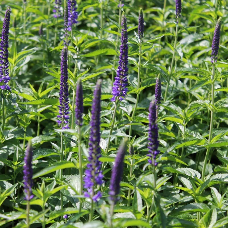 6x Veronica foglia argento - Veronica spicata ssp. incana - Vaso 9x9 cm - perenne rustica fioritura blu giardino