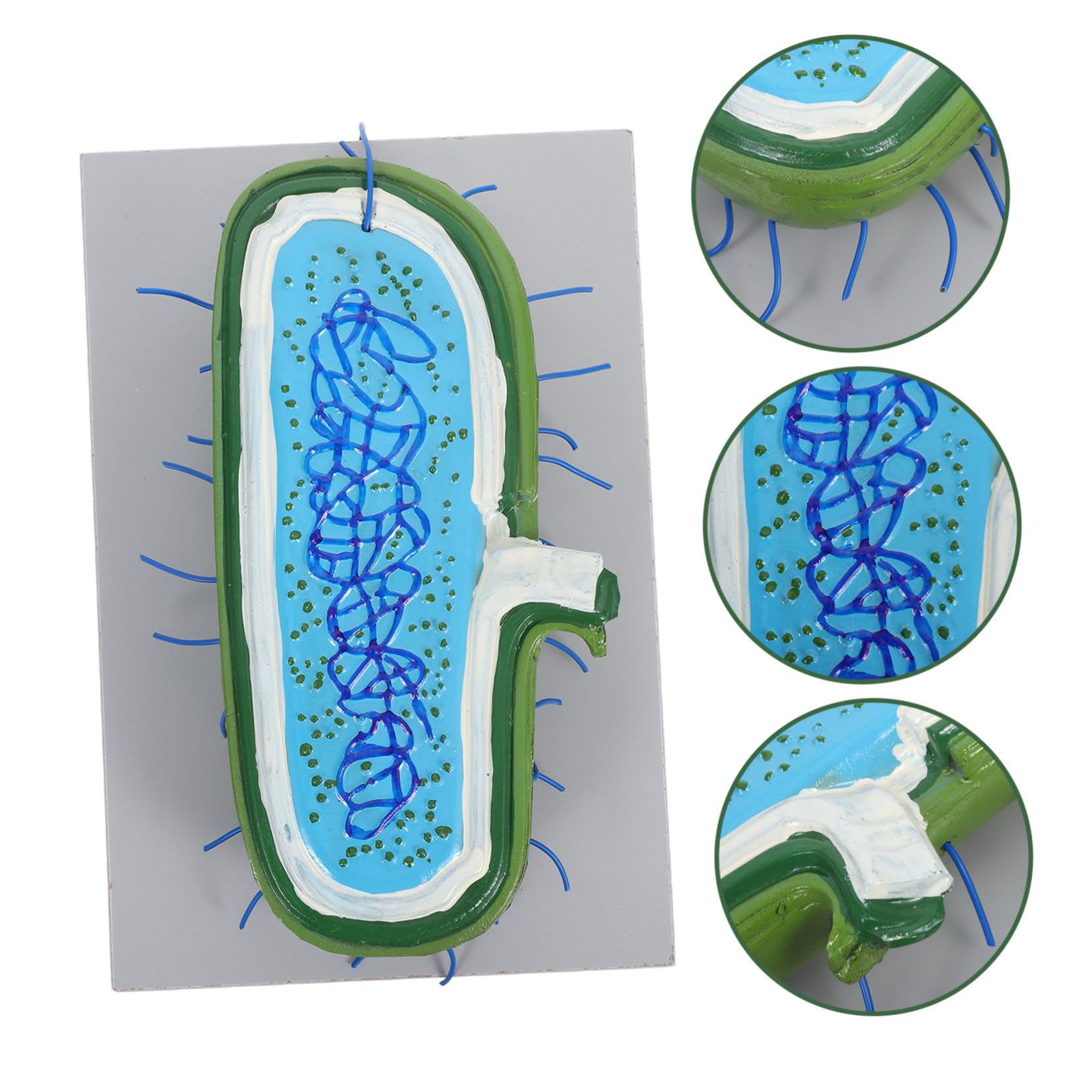 3D-zellenmodell Zellkern aus Kunststoff für Biologieunterricht | Detaillierte Darstellung des Zellkerns, Interaktives Lernen, für Schüler in Naturwissenschaftlichen Unterrichtsstunden