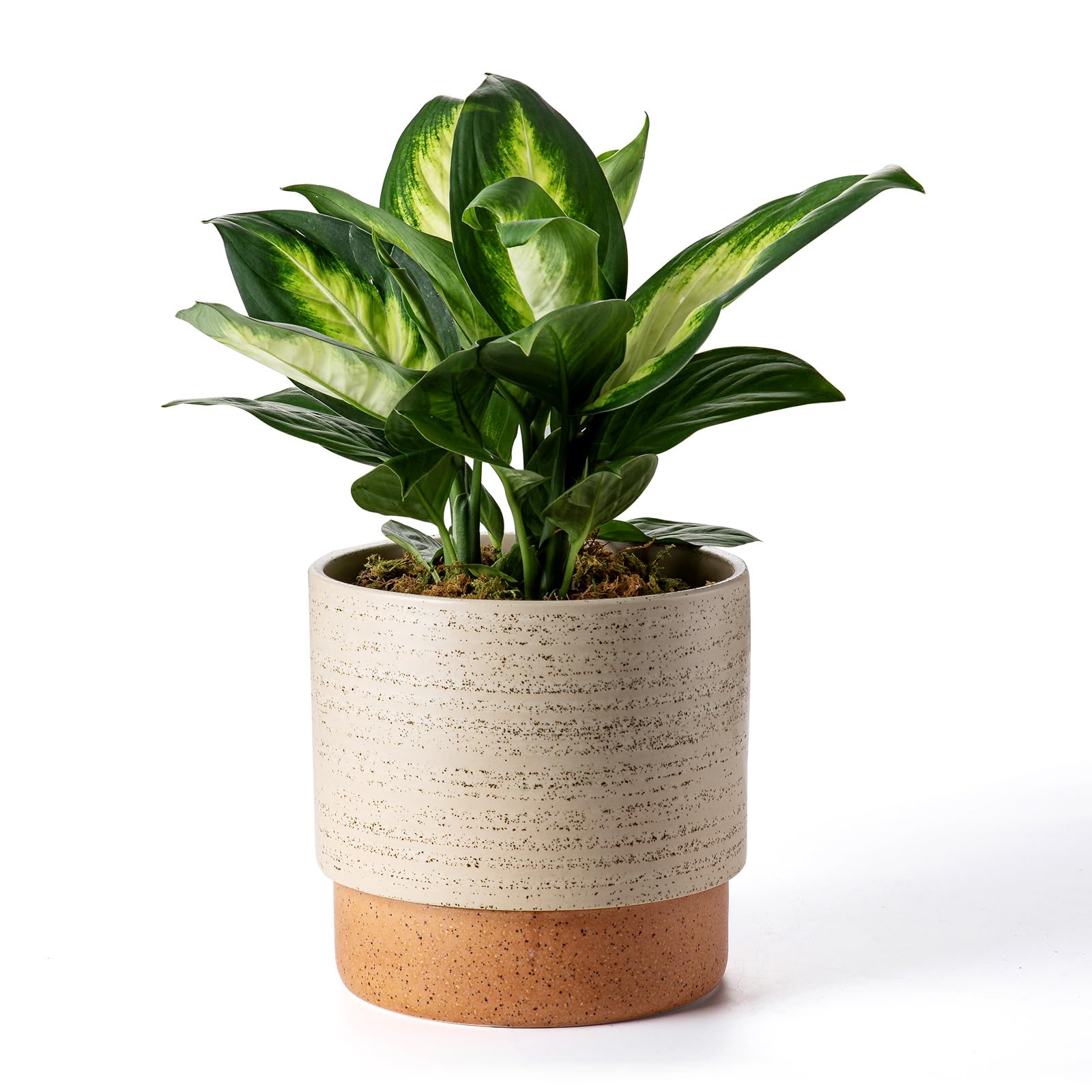 鉢・プランター TAKERO POT MASSES YAMABACHI Amazon.com : Chubacoo Self Watering Ceramic Planter: 8 Inch