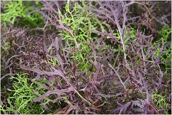 PREMIER SEEDS DIRECT - Mustard - MIZUNA - RED Streaked - 3500 Seeds