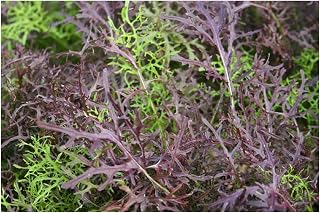 PREMIER SEEDS DIRECT - Mustard - MIZUNA - RED Streaked - 5 Gram Seeds