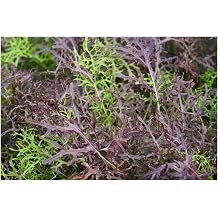 PREMIER SEEDS DIRECT - Mustard - MIZUNA - RED Streaked - 3500 Seeds