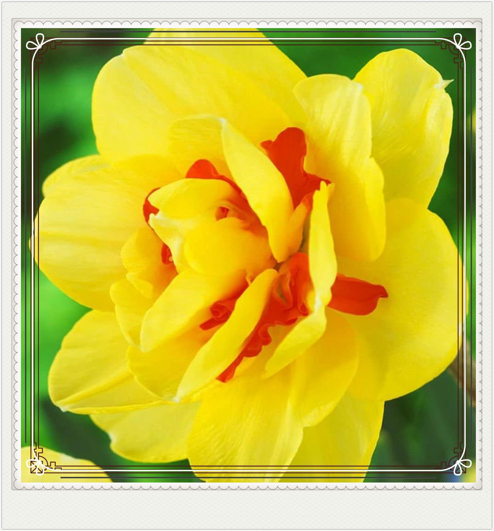 Daffodil Bulbs Narcissus Bulbs Narcissus Bulbs Dwarf Narcissus Flowers Ornamental Flowers,Wedding Flowers,Garden Flowers,Hardy Perennial-15bulbs-g