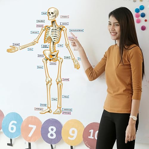 Miniatura 5 de Kanayu 55 pósteres decorativos magnéticos de esqueleto humano, para anatomía humana, tablón de anuncios, borde de esqueleto, esqueleto humano,