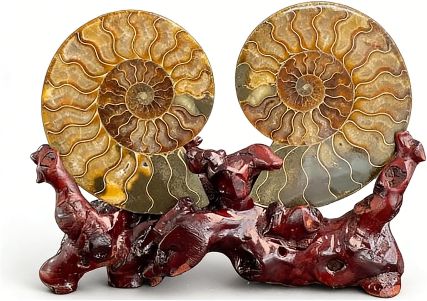 Paleontological Fossils: Jadeized Snail & Aeolus Ammonite Slice Specimens - Office & Home Decor Ornaments,18 * 14.7cm,1288g,2PC