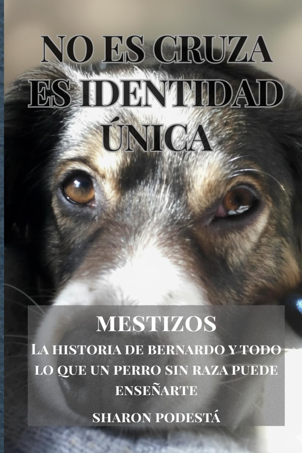MESTIZOS - No es cruza. ES IDENTIDAD ÚNICA.: La historia de Bernardo y el vínculo profundo con los perros mestizos.