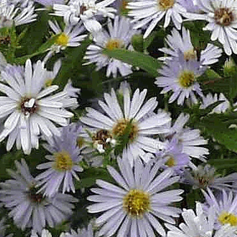 Everwilde Farms - 1 Oz Swamp Aster Native Wildflower Seeds - Gold Vault