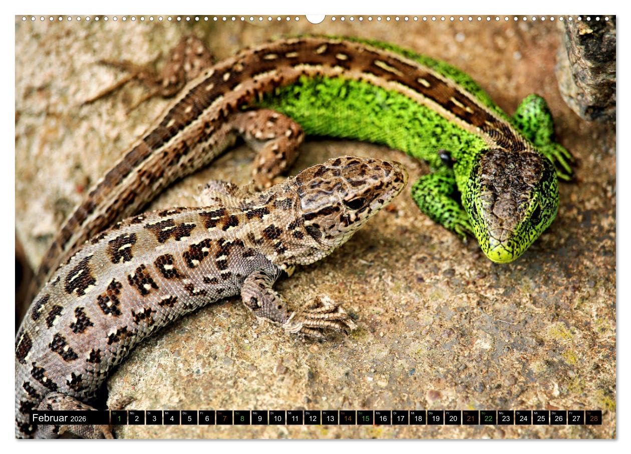 Kleine Drachen - Echsen (hochwertiger Premium Wandkalender 2026 DIN A2 quer), Kunstdruck in Hochglanz: Eine Welt voller Magie (CALVENDO Tiere)