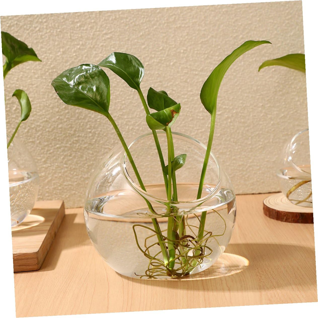 INOOMP Set da 3 Terrari in per Piante Grasse e Bromelie, Design Moderno Inclinato, Apertura Facile senza Bave, per Decorazioni Casa e Regali
