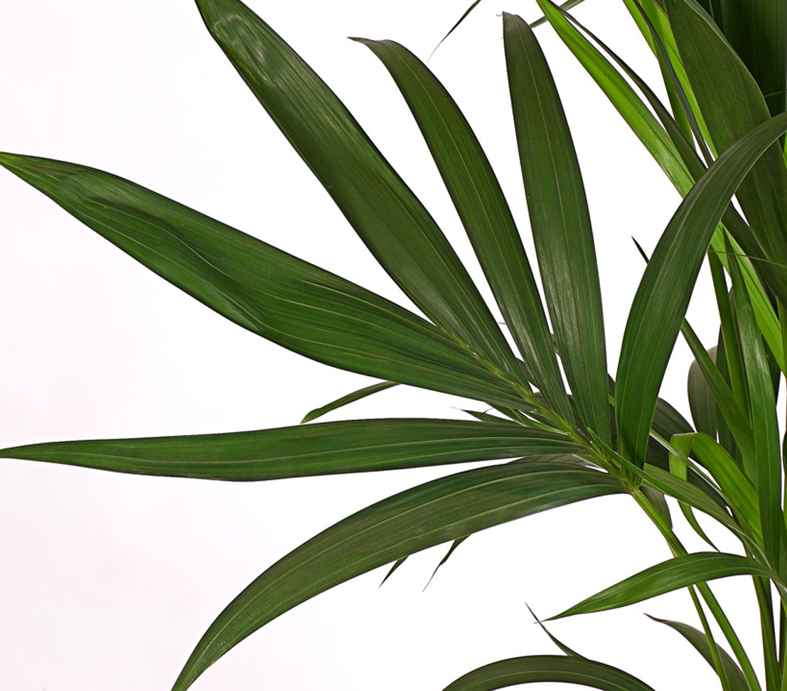 monstera led Monstera Plant Lamp – blume.homeware main image 1