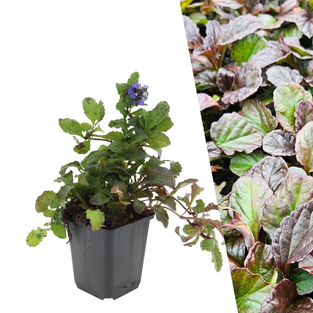 Plants by Frank | 6 Gnsel Pflanzen | Ajuga Reptans | Bodendecker  Winterhart Mehrjhrig | Stauden | Kriechender Gnsel | Dichtbuschig |  Gartenpflanzen : Amazon.de: Garten