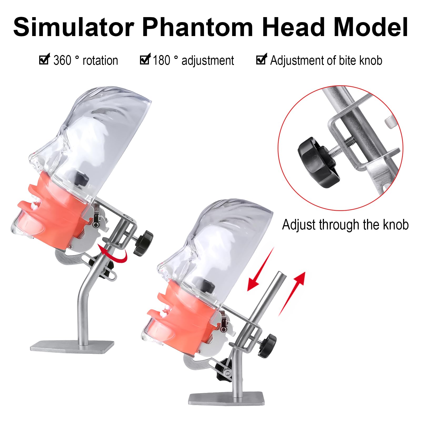 BONEW Oral Dental Simulator Manikin Phantomkopf Modell Zahnarzt pädagogisches Zahnlehrmodell mit 28 Zähnen Tischständer
