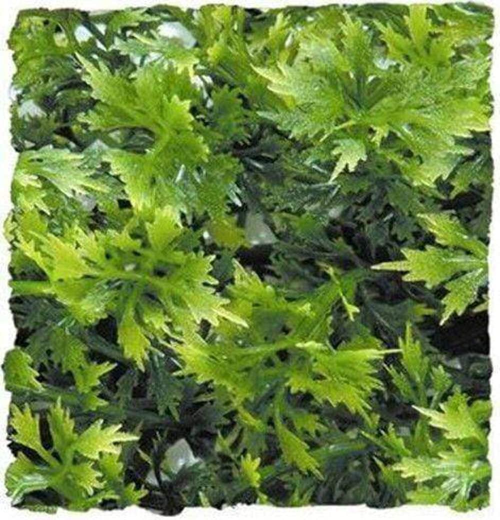 Zoo Med BU-14 Australian Maple, Small