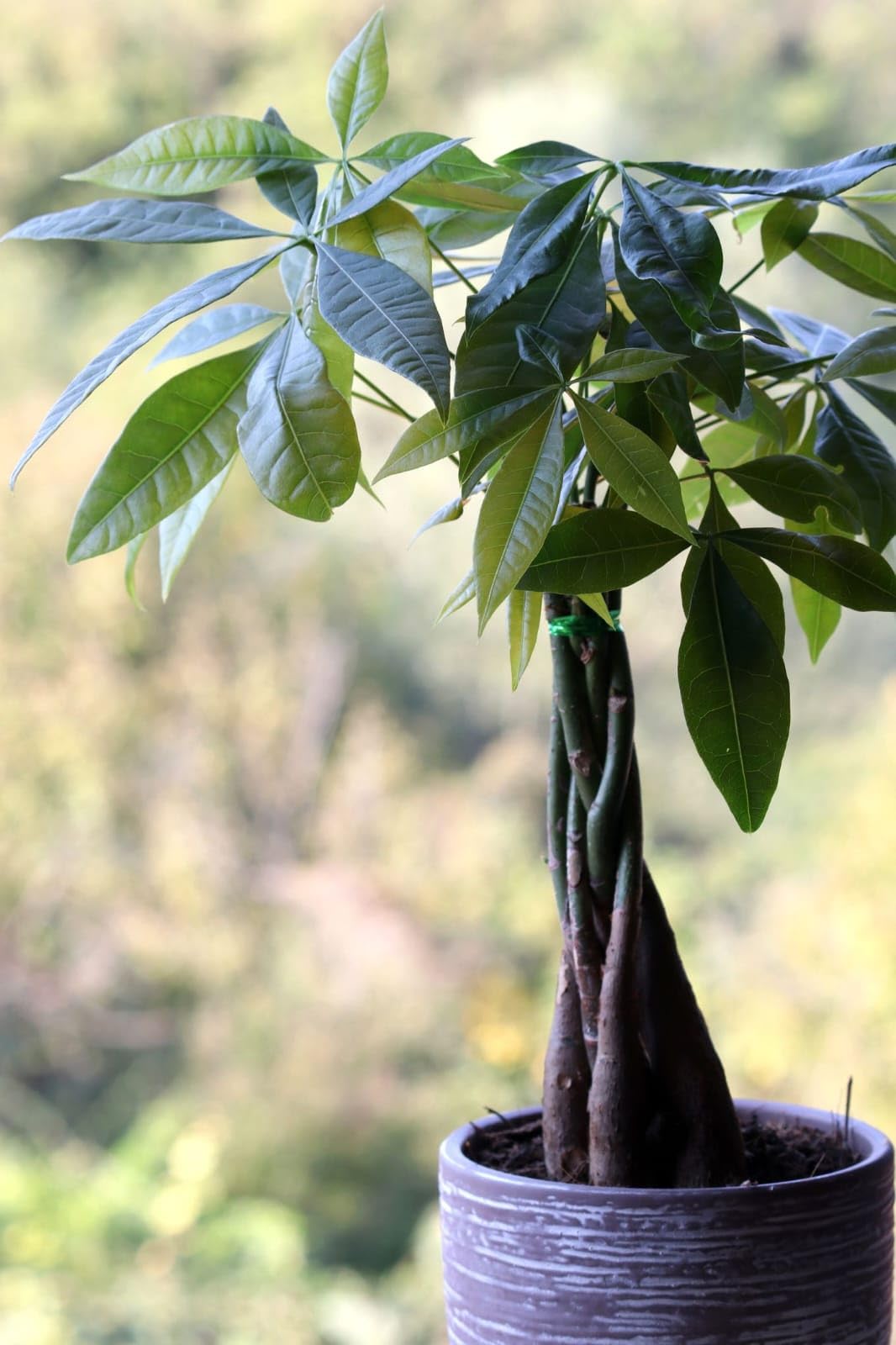 Plants Live Money Tree Plant, Pachira Aquatica with Braided Trunk, Easy Care Indoor Prosperity Plant for Home and Office-image-49