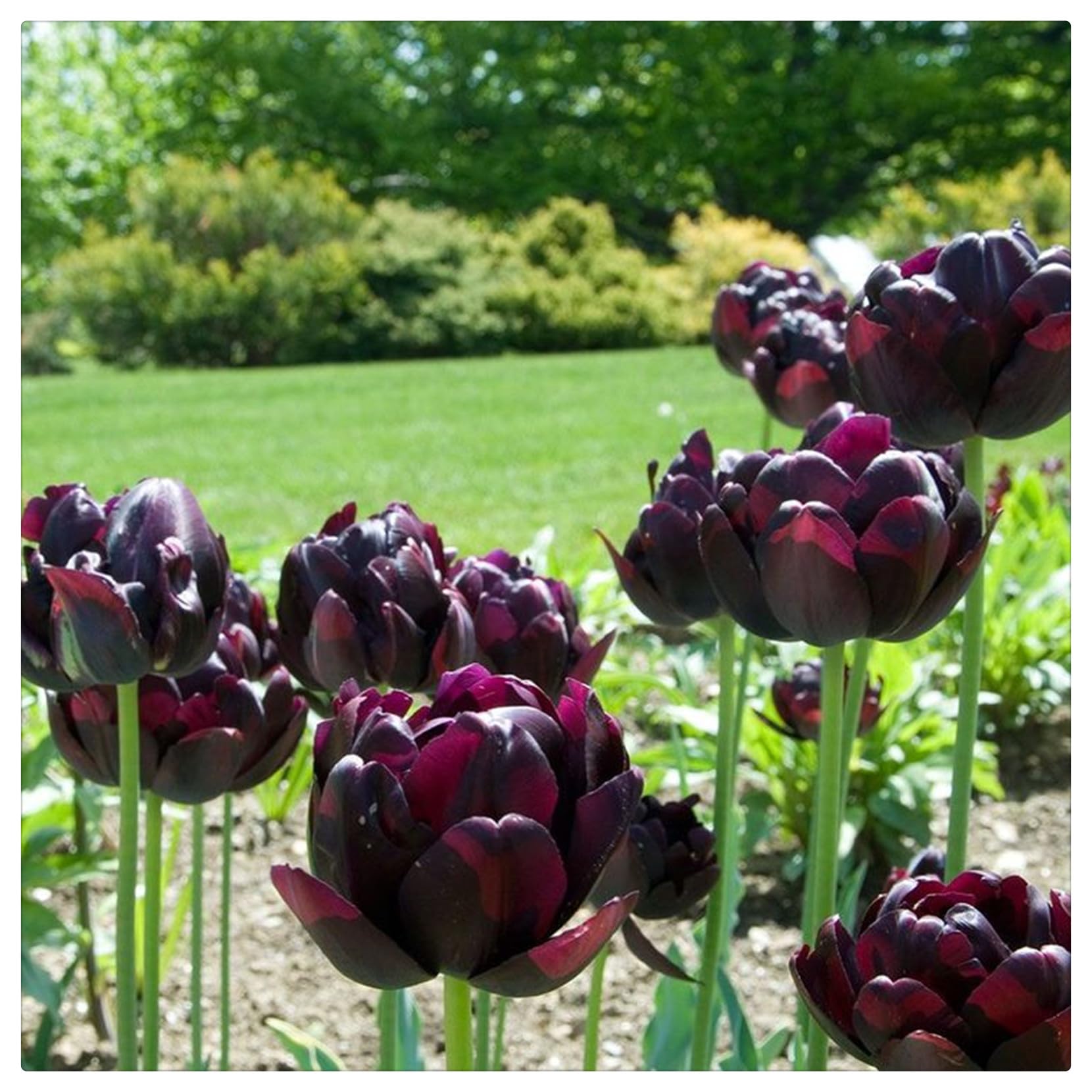 Tulipano Bulbi Intatti, Bulbi di Tulipani,Turgidi, Compatti, Tulipani bulboso,Sani, Robusti, Vigorosi-10 bulbi-A