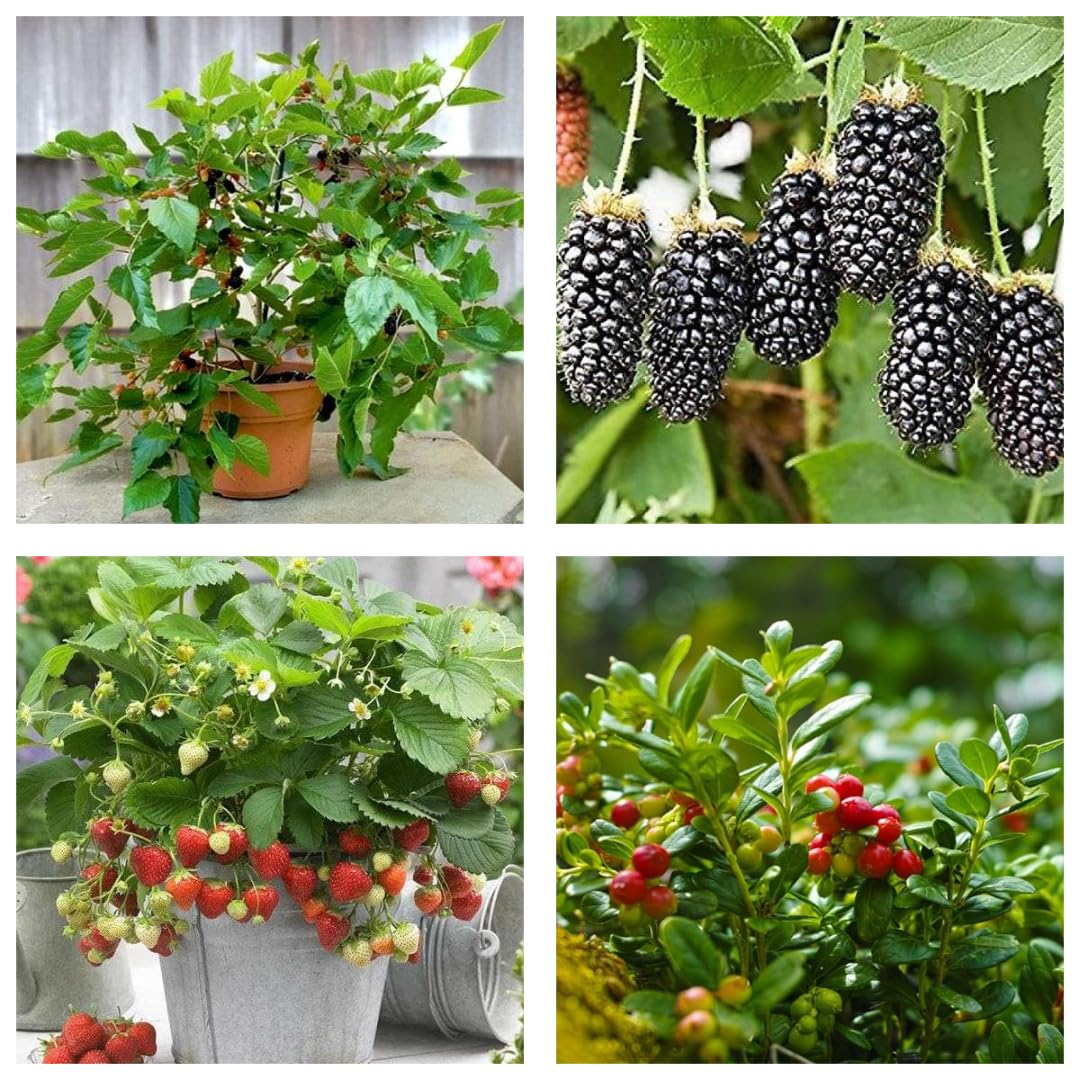 Hybrid Plant Combo Pack: 12-Month All-Time Variety - 1 Cranberry Plant, 1 Mulberry Plant, 2 Strawberry Plants, 1 Blackberry Live Plant - Set of 5 [Original & Authentic Rare Plants] In Grow Bags (B0DFQJ31KN) Amazon Price History, Amazon Price Tracker