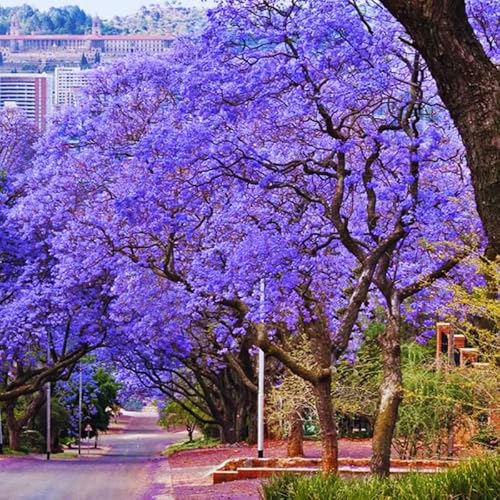 5" Jacaranda Tree Plant Live Mimosifolia Blue Purple Flower Starter Plugs, Flamboyan Tree #TOP12