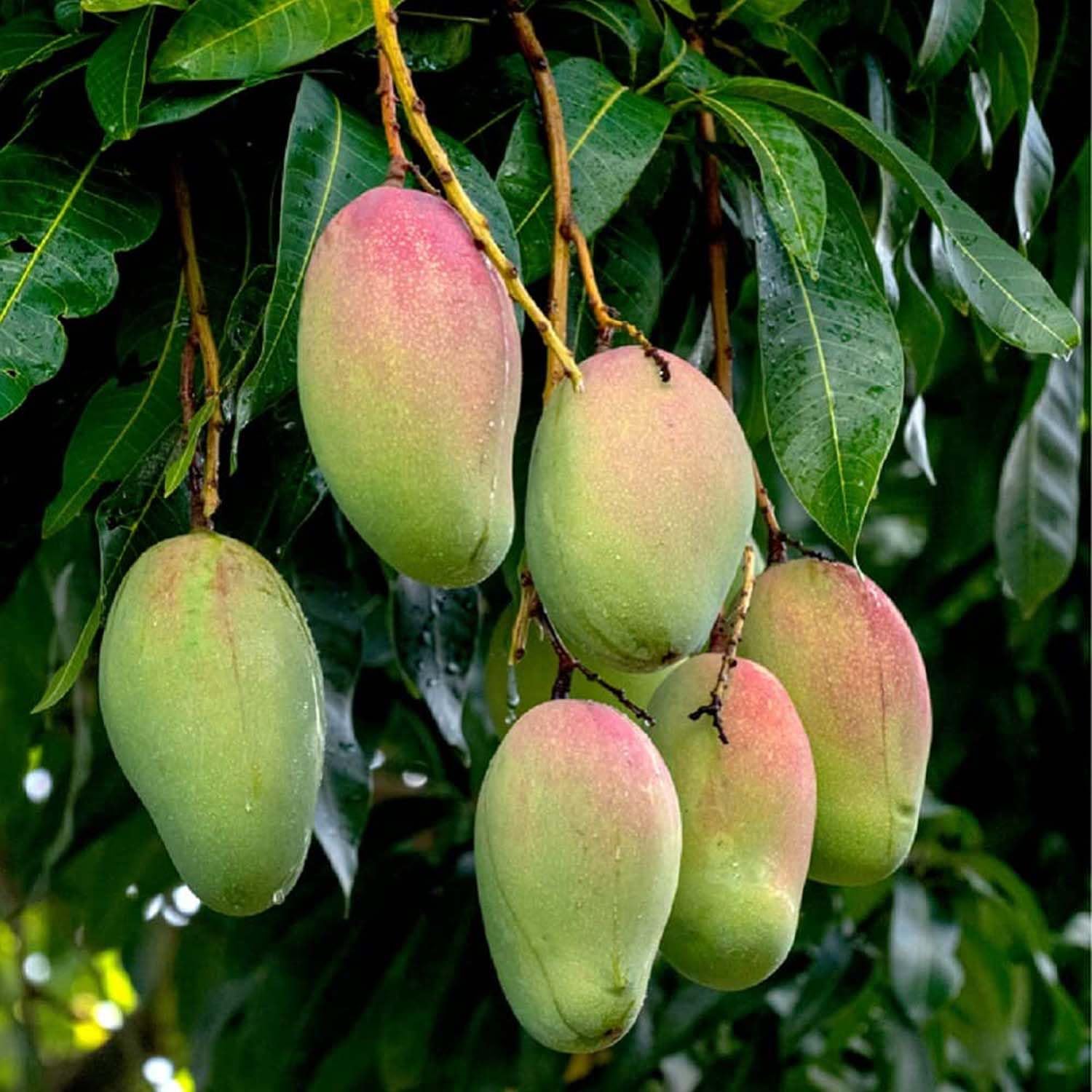 IXORA Mango Red Rose Gulab Khas Madrazi Golapkhas Variety Grafted Aam Fruit Live Plants & Tree(1.5-3 Feet Size) (B0BLYKLNJC) Amazon Price History, Amazon Price Tracker