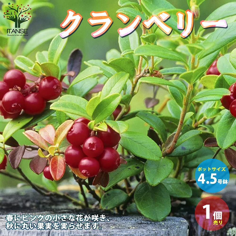 Amazon.co.jp: ITANSE クランベリー 3.5～4.5号 鉢・ポット見計