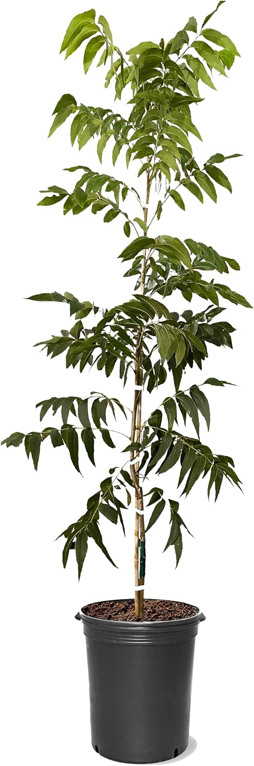 American Plant Exchange Pawnee Pecan Tree, 5 Gallon Pot, 2-3ft Tall, Live Fruiting, Nut-Producing, Large Outdoor Landscape Plant, Fast-Growing, Ideal for Home Orchards and Fresh Harvests