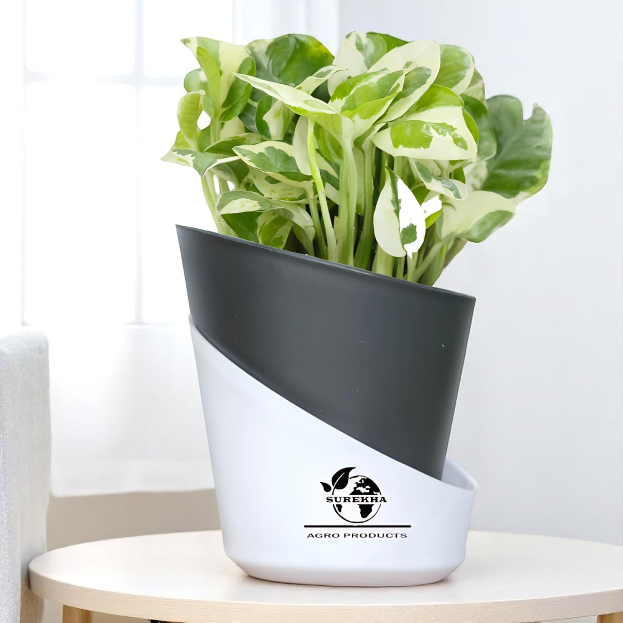 Surekha Enjoy Money Plant – Live Indoor Pothos in Self-Watering Pot | Air-Purifying Lucky Plant for Home, Office & Gift | Healthy & Ready-to-Grow (Oval Black)