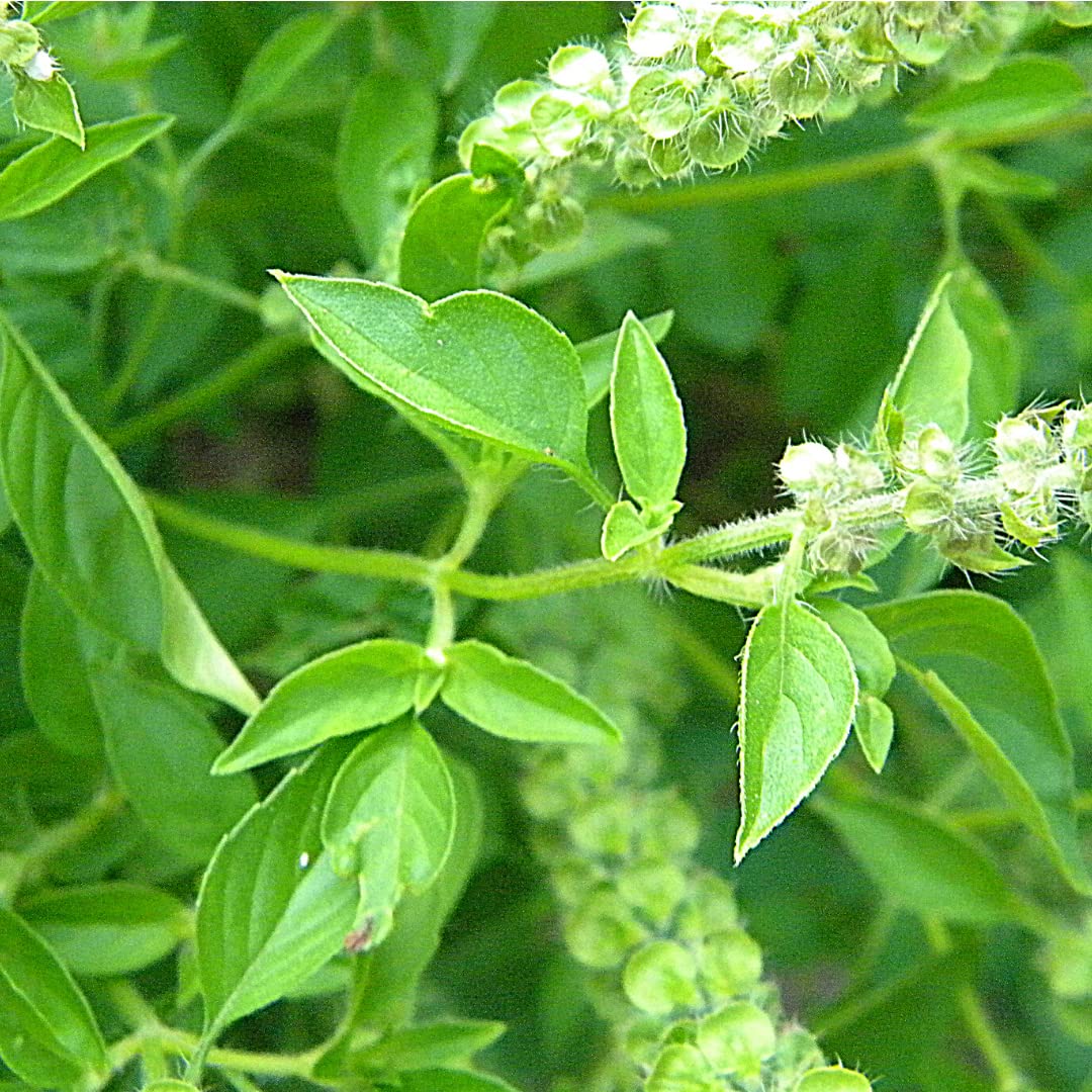 Ekaaksh Lemon Basil Seeds, Basil Lemon Seeds, Lemon Basil Plant, Neembu Tulsi seeds Amazon