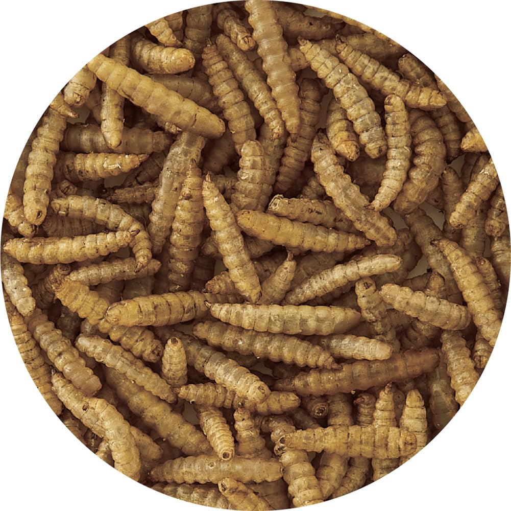 Amazon | ミニマルランド 虫グルメ 乾燥アメリカミズアブ 35g