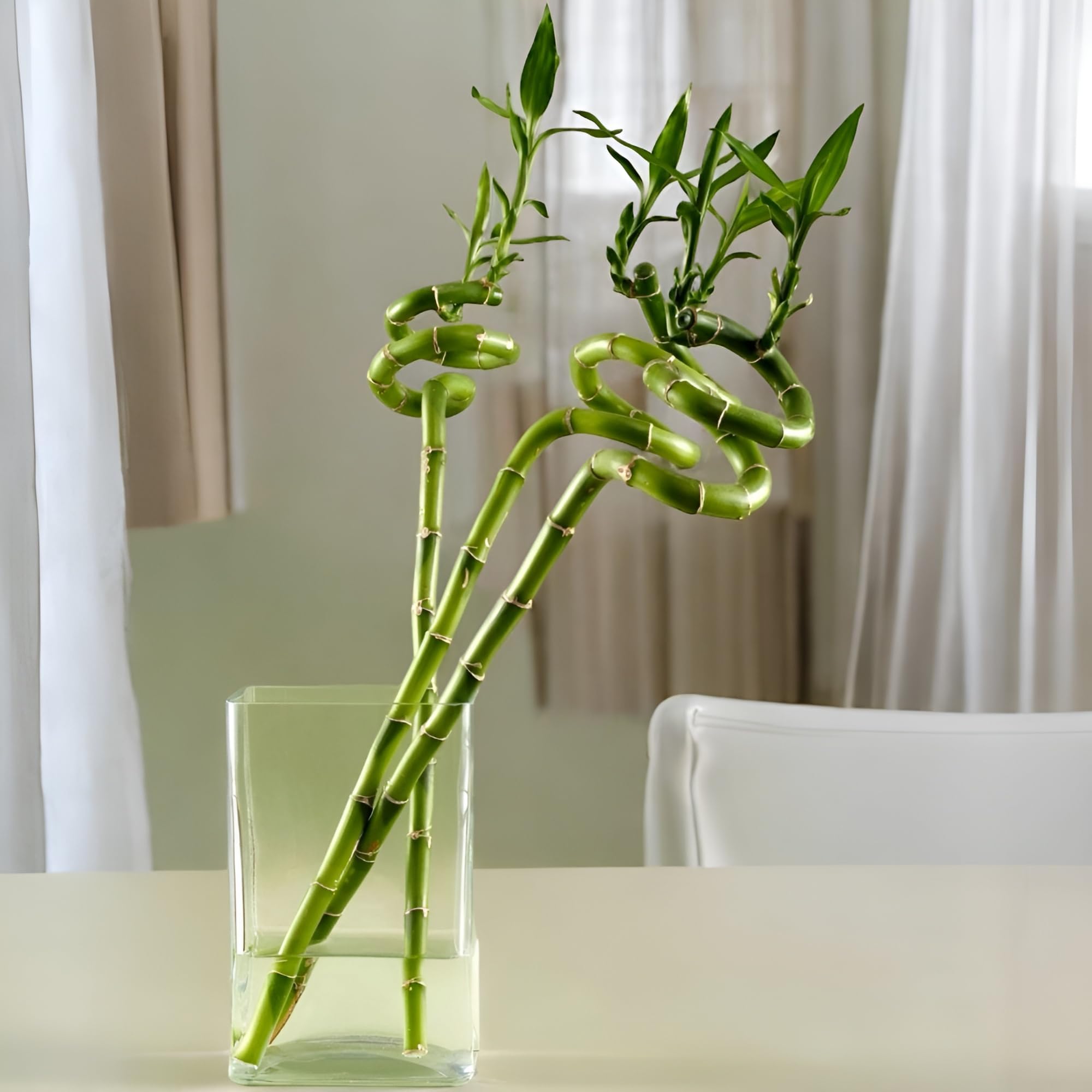 Amulya FARMS & NURSERY Spiral Lucky Bamboo/Dancing Sticks, 3 Stalks, 1 Bundle of 50cm (About 18-20 Inches from Bottom to Top) | Indoor Plants for Decor | Feng Shui Plant | Pot NOT Included
