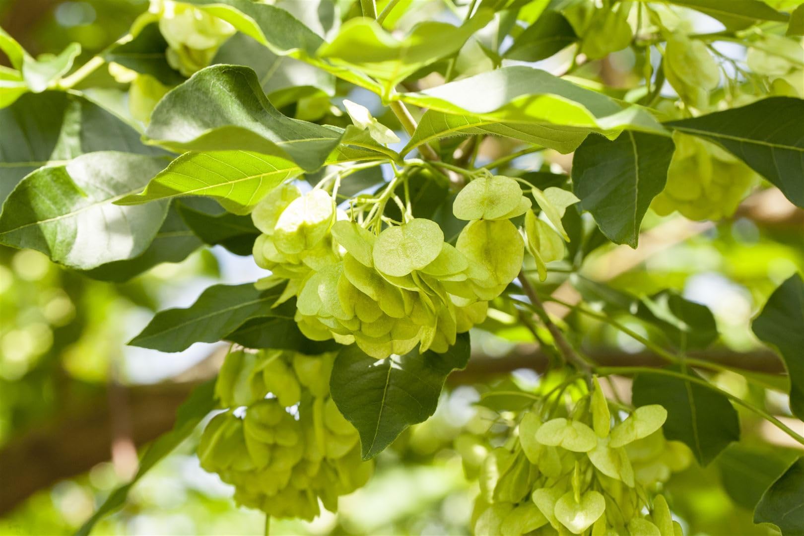 Dreiblättrige Ptelea Ptelea trifoliata 150-175 cm Heckenpflanze winterhart | Bienenweide, Heckenpflanze, winterhart, Blüte Mai bis Juni, dekorative Dreiblattform, pflegeleicht im Garten