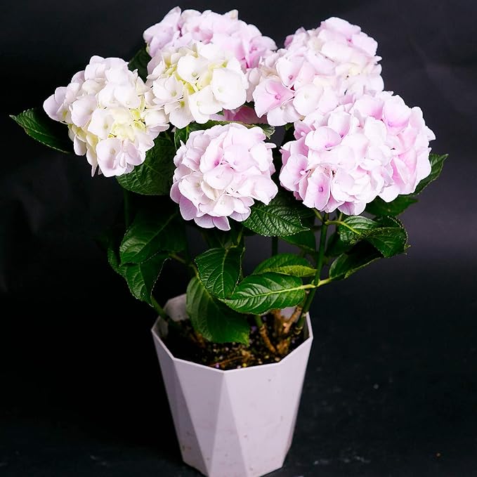 Amazon 父の日 お中元 ギフト 店長こだわり珍しい逸品 アジサイ鉢 ラッピングしてお届け 鉢花 鉢植え フラワーギフト アジサイ ハイドランジア 早い者勝ち いろいろな珍しい種類が選べます コットンキャンディー ピンク 観葉植物 オンライン通販