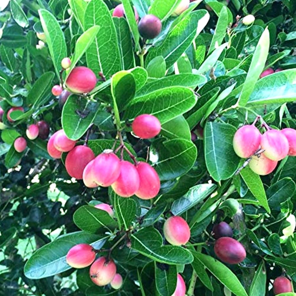 See full amazon price history chart for Ripee Live Karonda | Healthy Rare Karonda | Koromcha Carissa Carandas Live Plant Original Variety Karonda Cranberry Fruit Plant Easily Grow at Home, Garden with Black Pot Ripee Live Karonda | Healthy Rare Karonda | Koromcha Carissa Carandas Live Plant Original Variety Karonda Cranberry Fruit Plant Easily Grow at Home, Garden with Black Pot (B0DCTH4VLN) Amazon Price History, Amazon Price Tracker