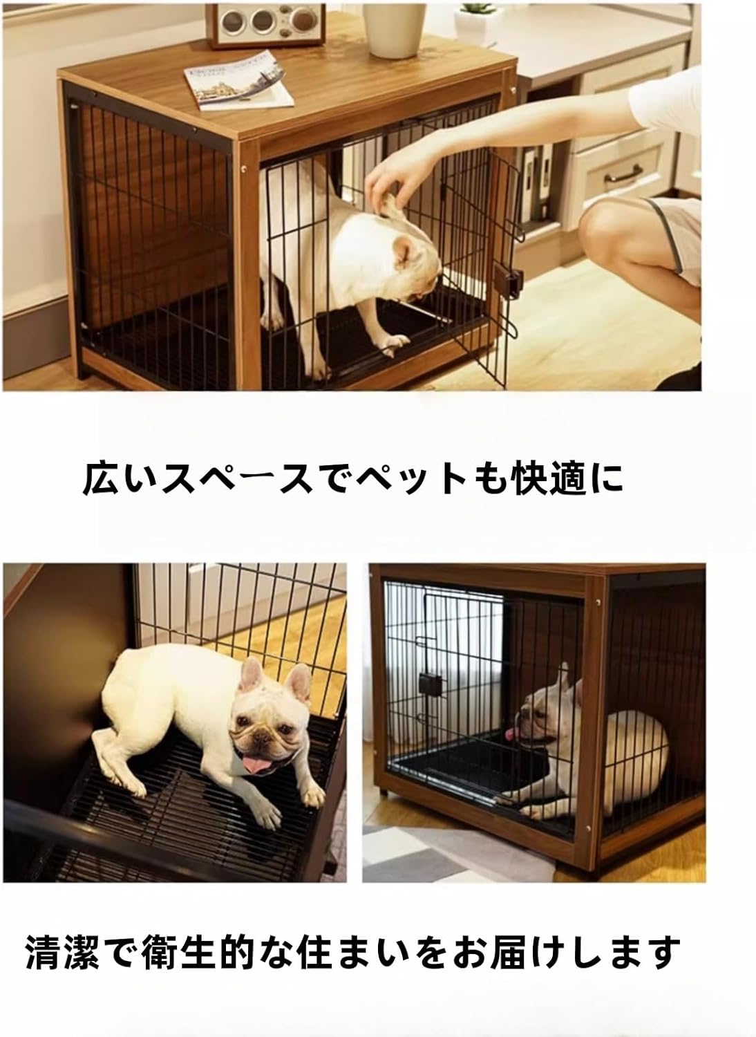 柴犬 価格 安い (99) 사진