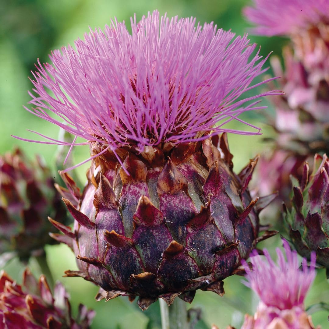 Cynara cardunculus - Ornamental Thistle Silvery Foliage, Dramatic Purple Artichoke Flowers, Attracts Pollinators & Birds, Winter Interest Garden Centrepiece - 9cm Pot x3 by Thompson and Morgan