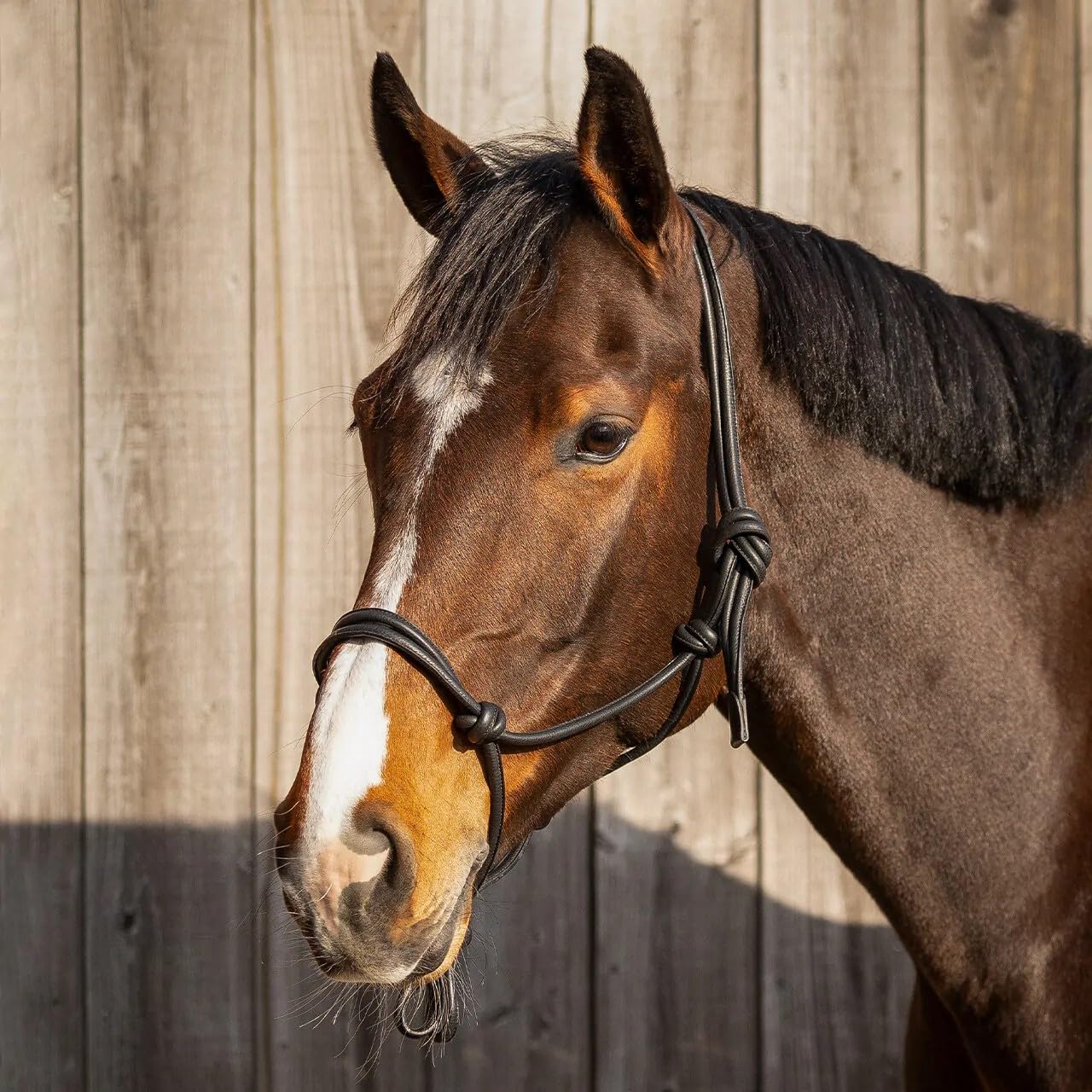 NETPROSHOP Leder Seilhalfter für Pferde - Knotenhalfter für Bodenarbeit und gebissloses Reiten - Größen: Pony Cob Full - Farben: Braun Schwarz, Groesse:Cob, Farbe:Schwarz