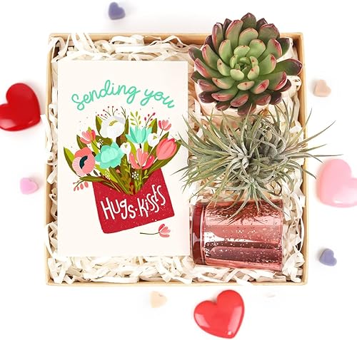 Miniatura 6 de Caja de regalo para el día de San Valentín, 1 planta, 1 suculenta (tarjeta de San Valentín), ideas de caja de regalo de San Valentín, cajas