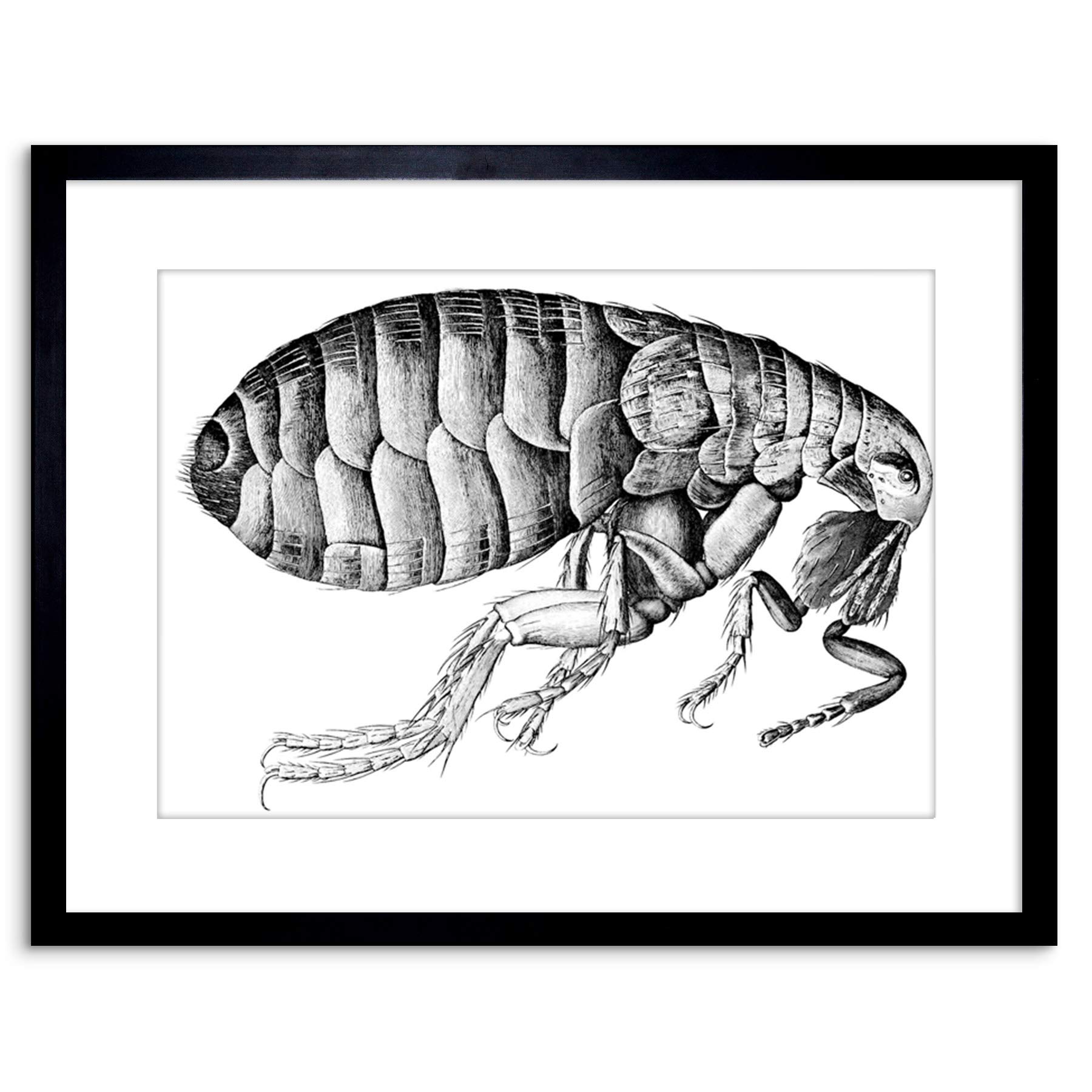 Amazon.com: PAINTING BOOK INSECT MICROGRAPHIA HOOKE FLEA FRAMED