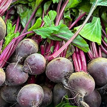 100 USA PREMIUM Beet Seeds - Beta vulgaris Vegetable Gardening - Heirloom Non-GMO Beetroot for Home Planting