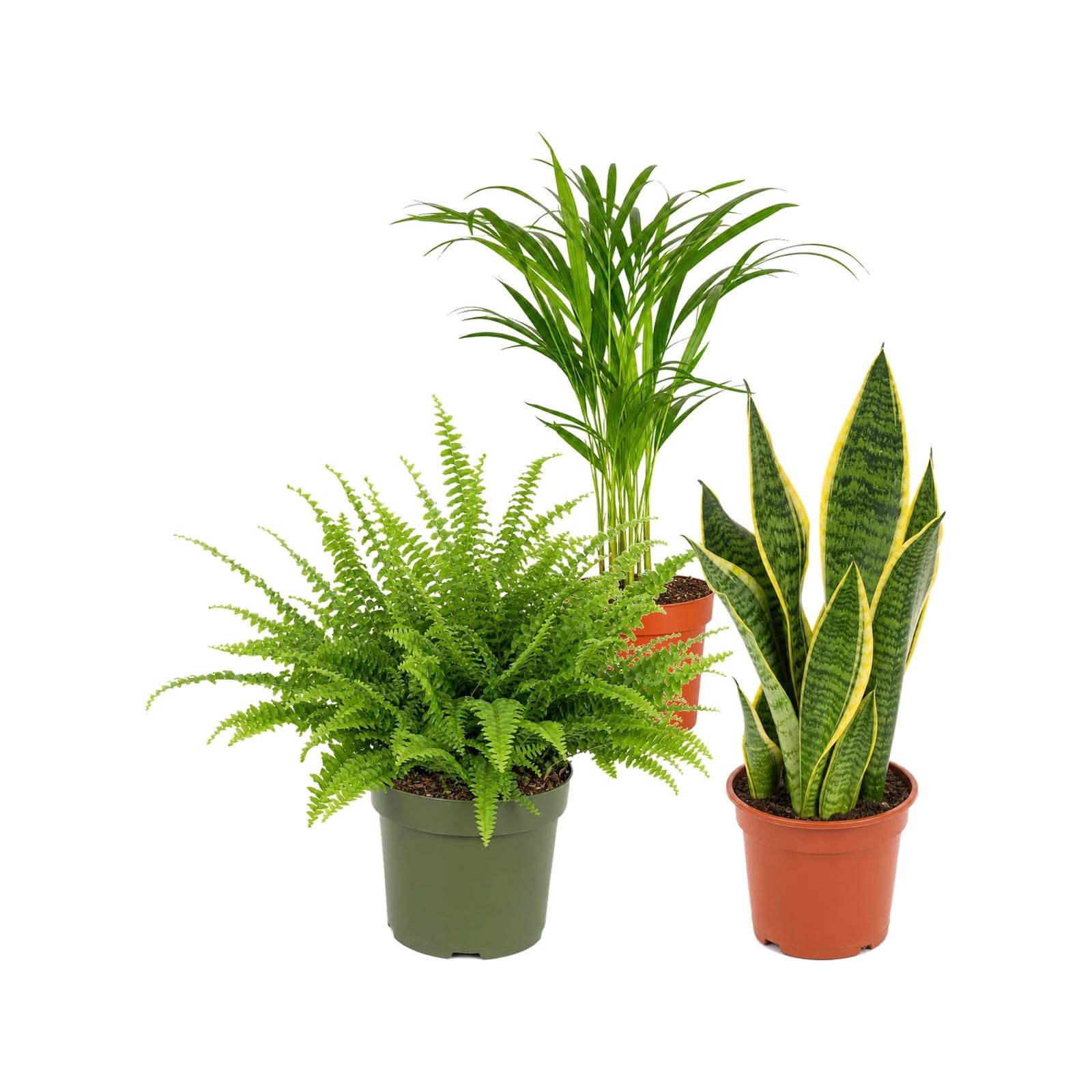 Pack 3 Plantas: Palma Areca, Helecho de Boston y Lengua de Suegra DECOALIVE