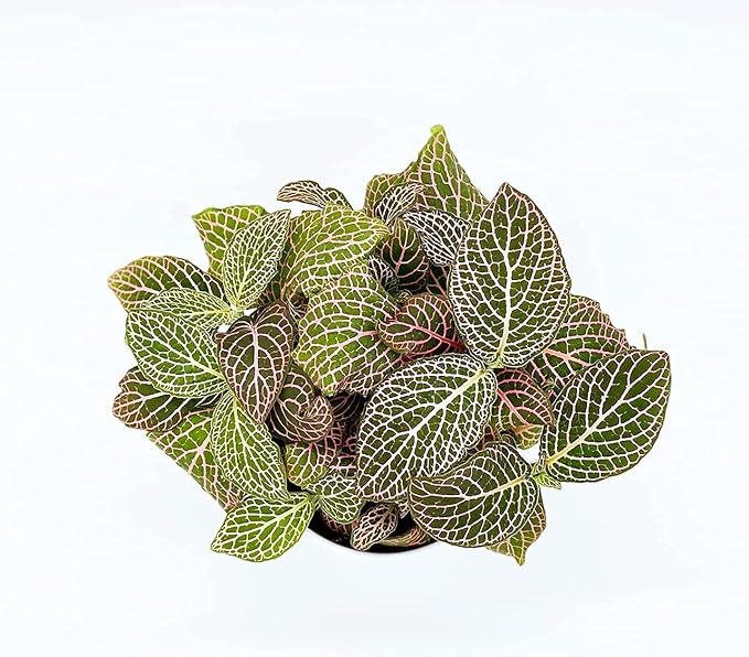 Amazon Co Jp Ina工藝 観葉植物 おしゃれ 小さめ ミニ観葉 フィットニア ピンク 3号 本物 鉢植え 室内 風水 プレゼント ギフト グリーンインテリア 植物 育てやすい Diy 工具 ガーデン