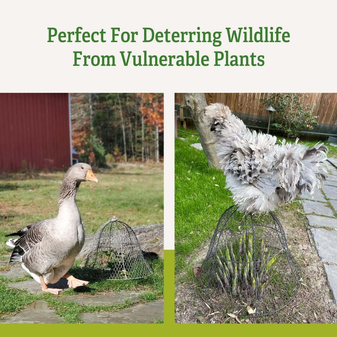Gardener's Supply Company Sturdy Chicken Wire Cloche Plant Protector & Cover | Sturdy Metal Garden Protection for Your Crops and Seedlings | No Assembly Required - 16" in Diameter x 12.5" H
