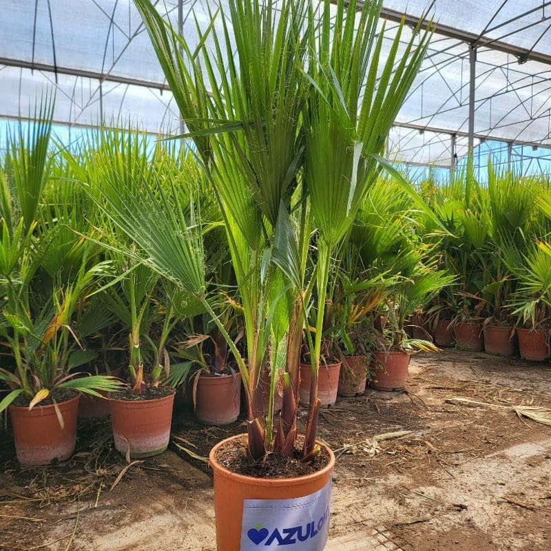 Washingtonia + Maceta Gratis