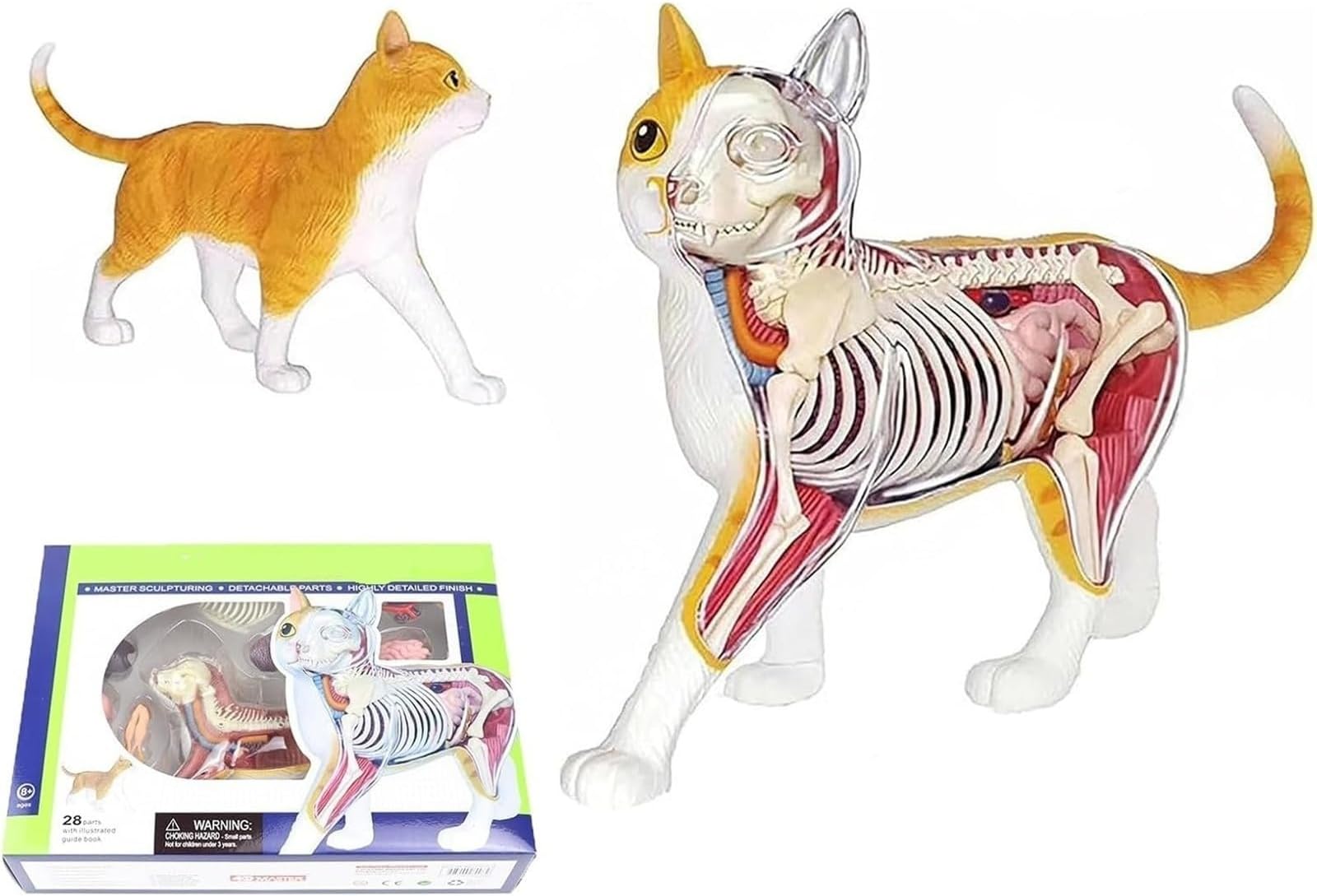Animal Anatomical Models, 4D Vision Orange Tabby Cat Skeleton & Anatomy Model Kit,Detachable Organs Body 28 Parts Cat Anatomical Model,Medical Anatomy Cat Model