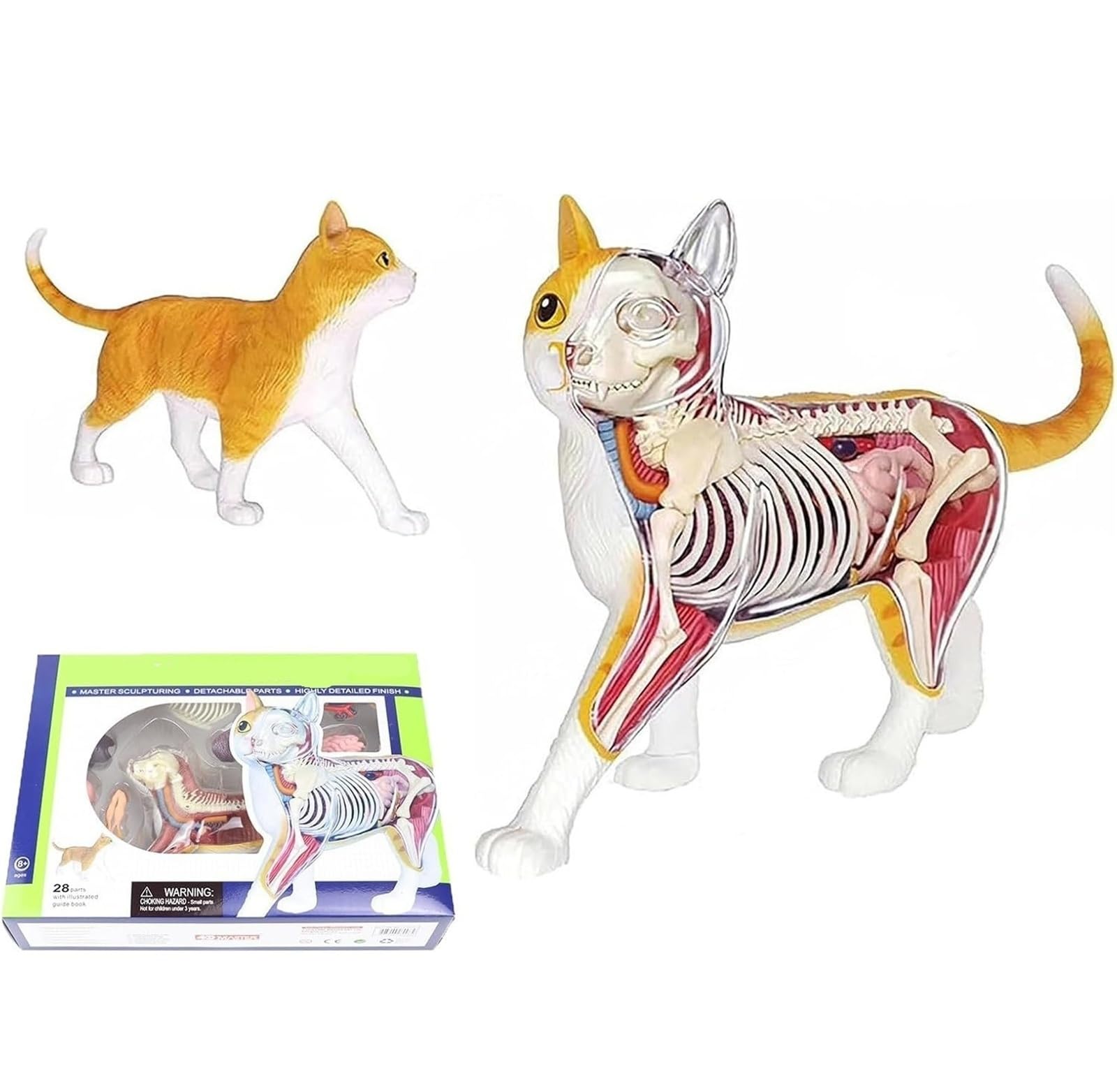 Animal Anatomical Models, 4D Vision Orange Tabby Cat Skeleton & Anatomy Model Kit,Detachable Organs Body 28 Parts Cat Anatomical Model,Medical Anatomy Cat Model