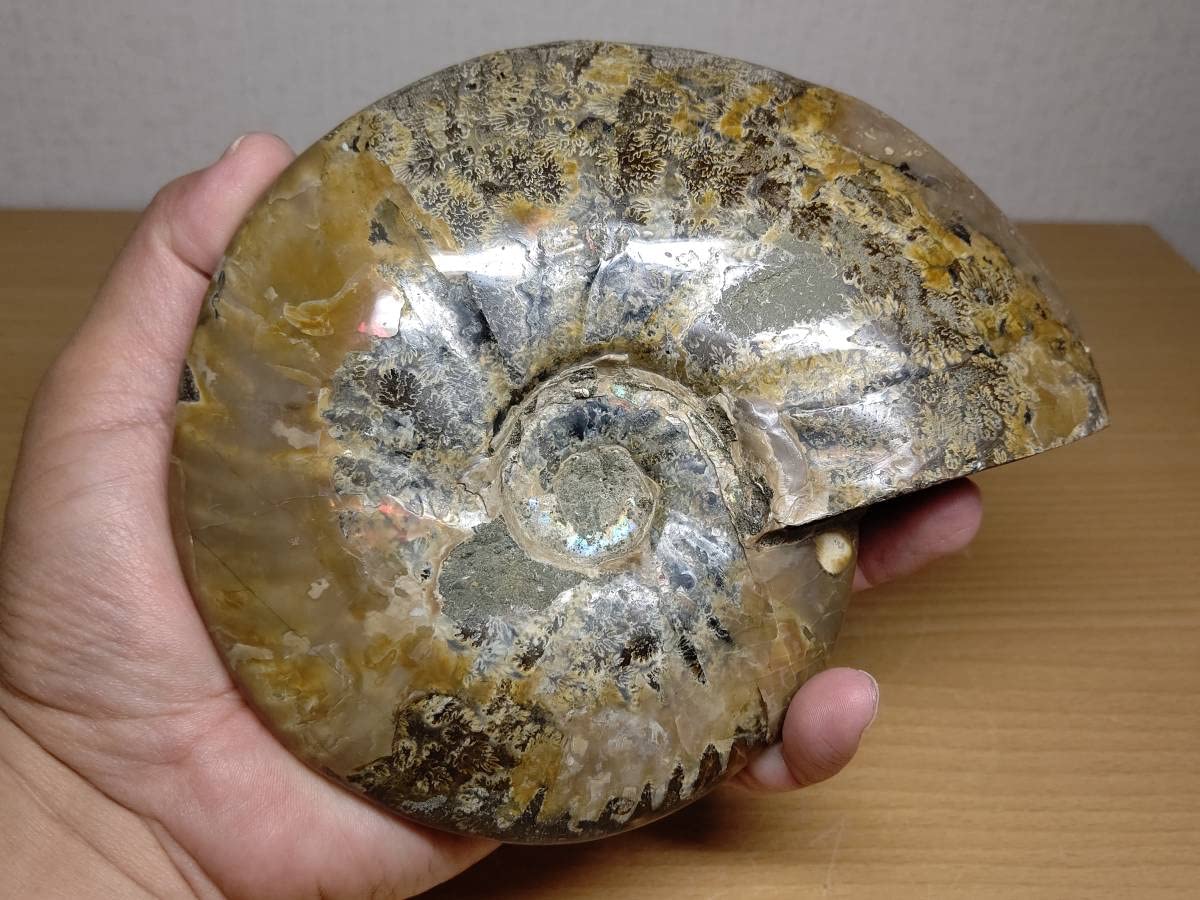 アンモライト 232g 化石 アンモナイト 水晶 鑑賞石 原石 自然石 宝石 Amazon.co.jp: 【虹入1kg】アンモナイト化石アンモライト原石