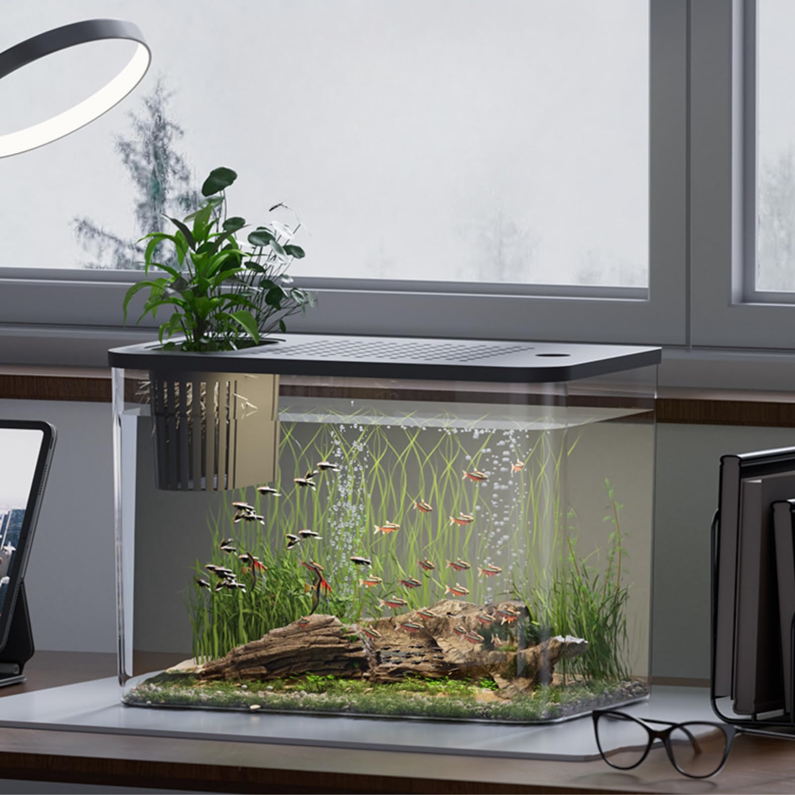 Biggest Betta Fish Tank