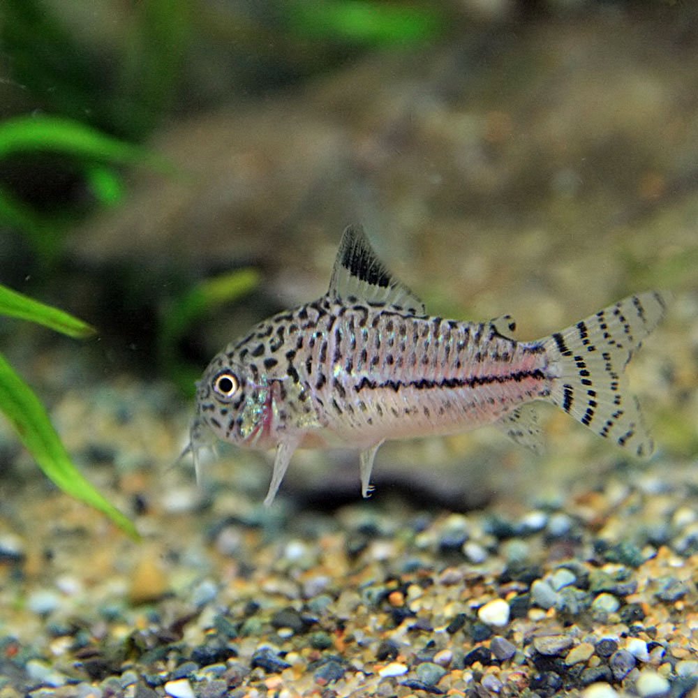 Amazon | (熱帯魚)コリドラス ジュリー【ブリード】 （約2-3cm）（8 
