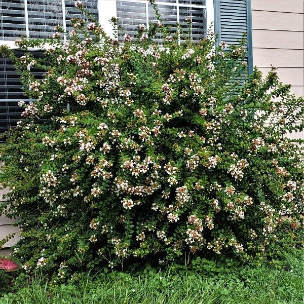 Rose Creek Abelia – Live Plant, Compact Flowering Shrub with White Blooms & Glossy Green Foliage – Low Maintenance, Drought Tolerant – Great for Hedges, Borders & Pollinators (1 Gallon Plant)