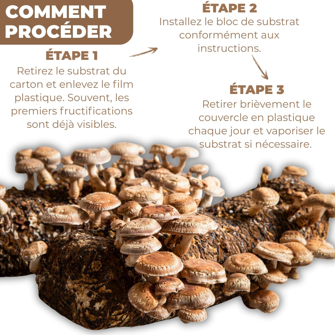 Hawlik Pilzbrut - Culture de Shiitake BIO à cultiver soi-même XXL - cultiver des champignons Shiitake facilement - Kit champignon complete - Cueillir champignons frais