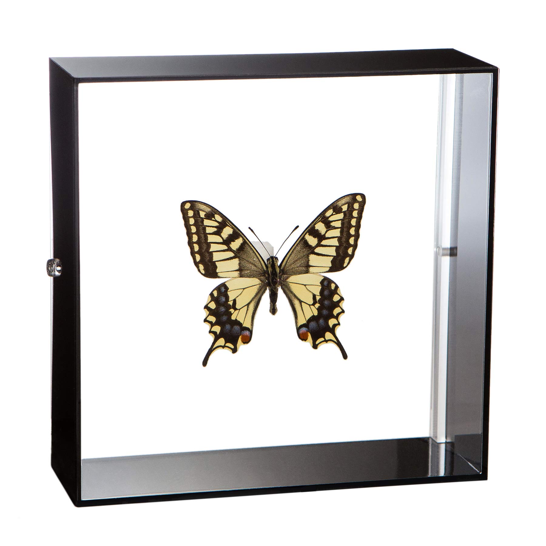 Amazon.co.jp: 蝶の標本 キアゲハ Papilio machaon アゲハチョウ 